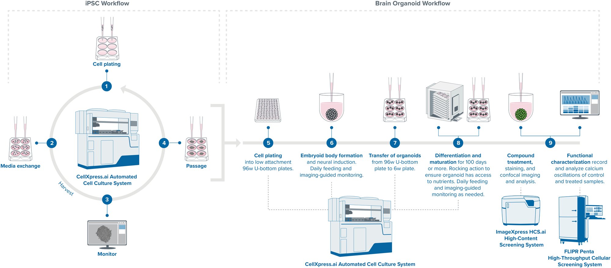 20250822v3_Brain organoid CellXpress-ai workflow 20250822v3_Brain organoid CellXpress-ai workflow