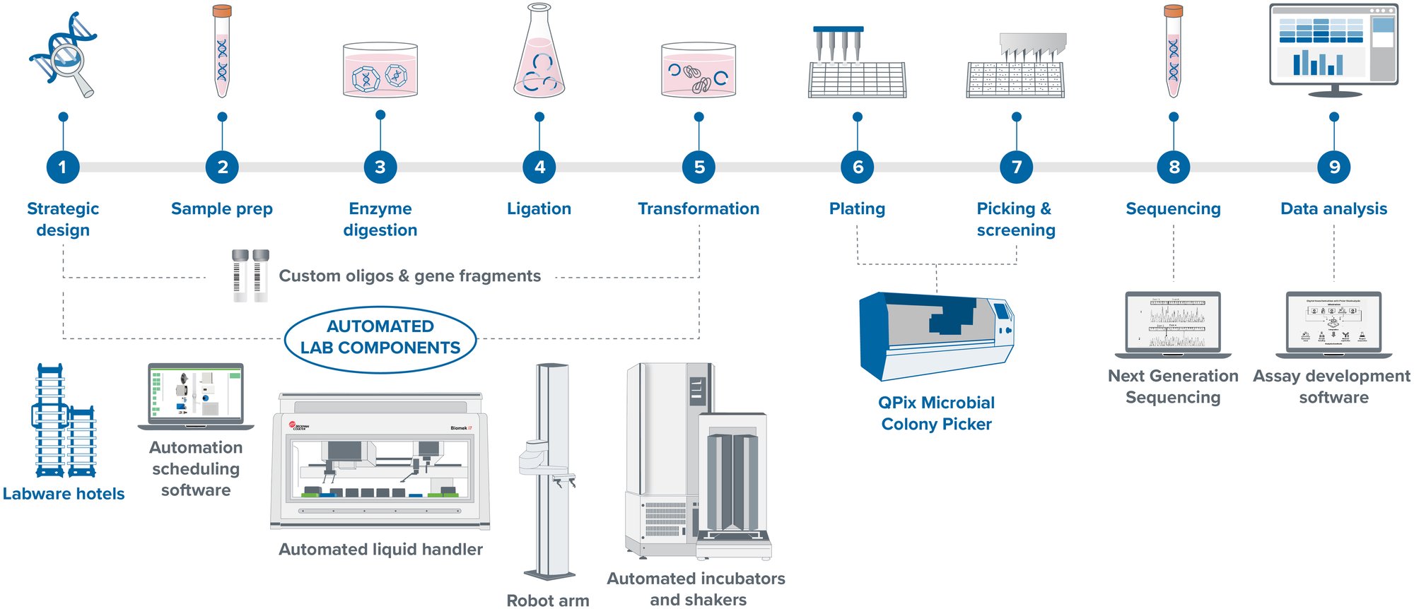 DNA molecular cloning for plasmids workflow_20230911v2
