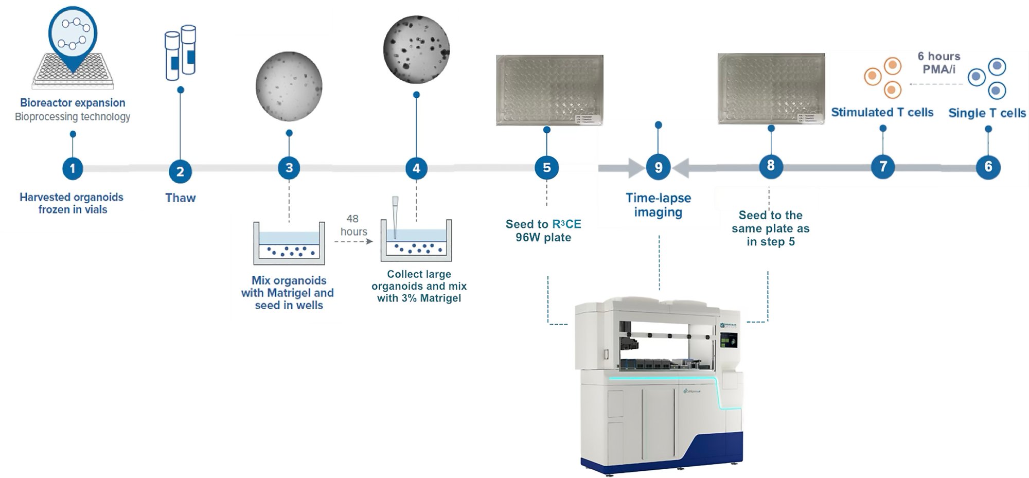 Cell and CRC PDO Workflow