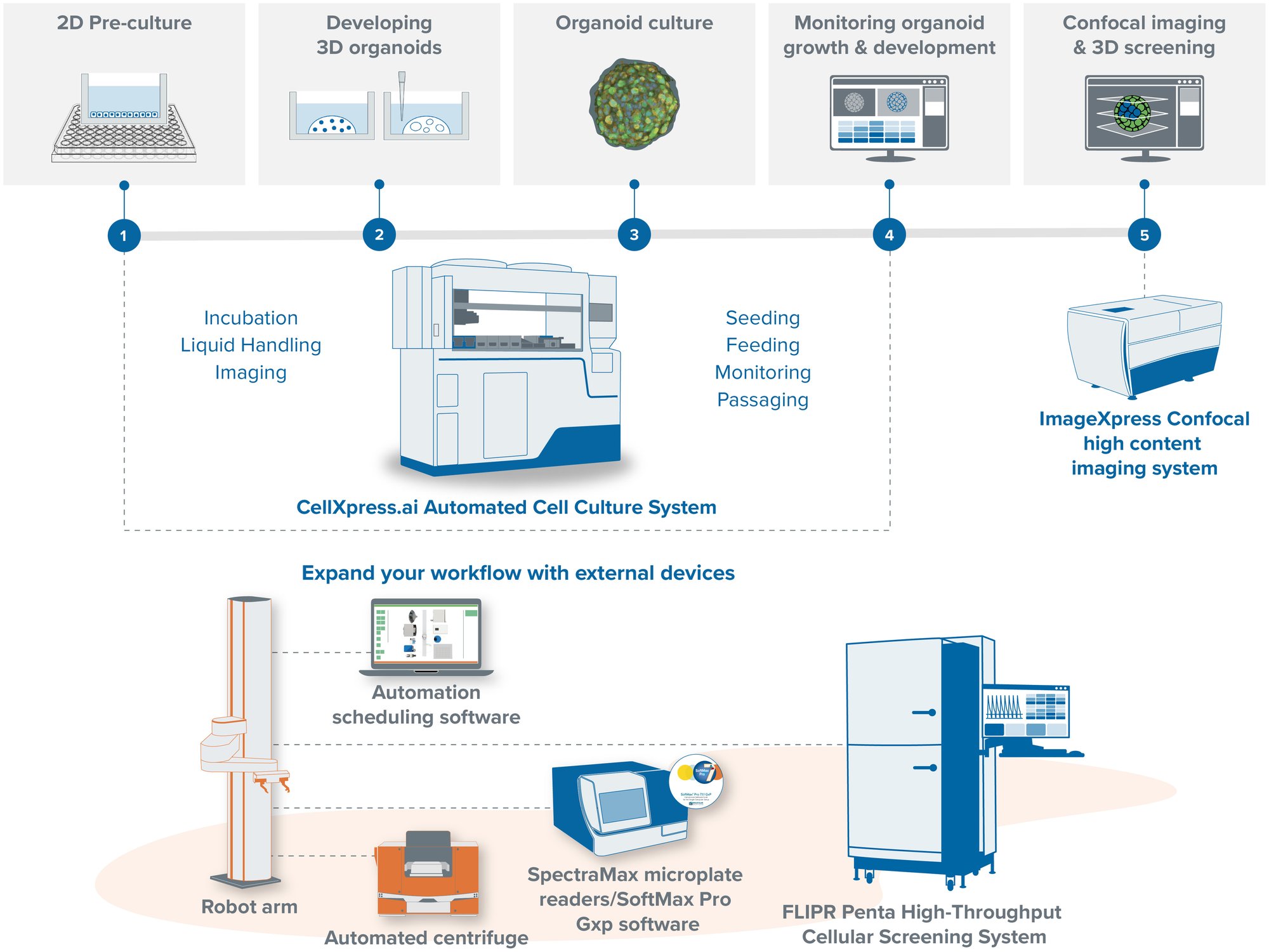 Generic CellXpress.ai Workflow_with additional instruments and FLIPR_20240124