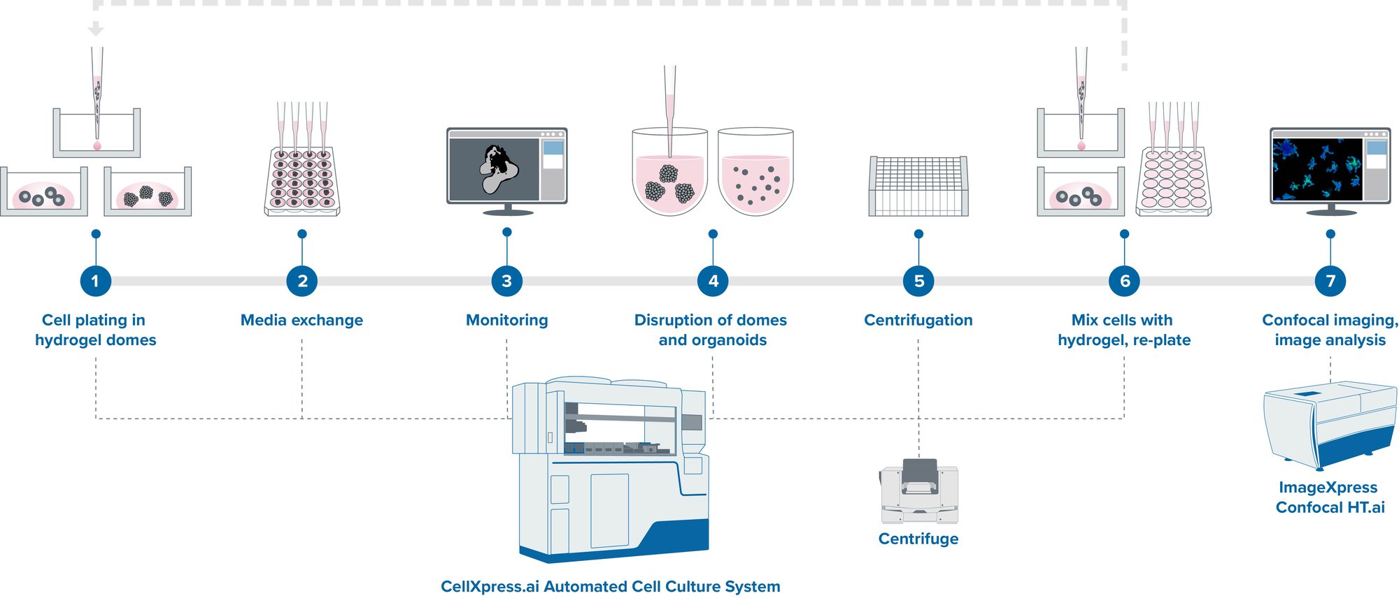 Intestinal organoid-CellXpress-ai-workflow_20231018
