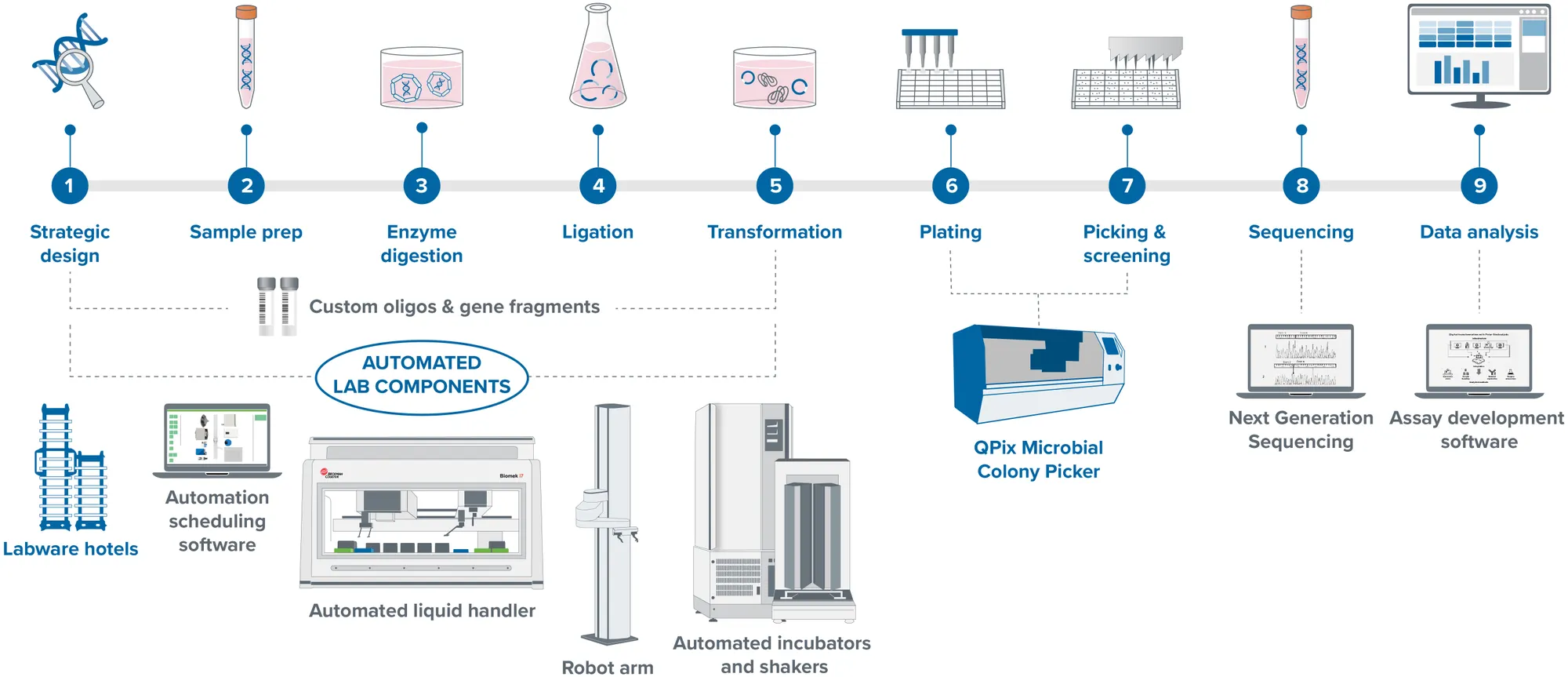 Plasmid Workflow