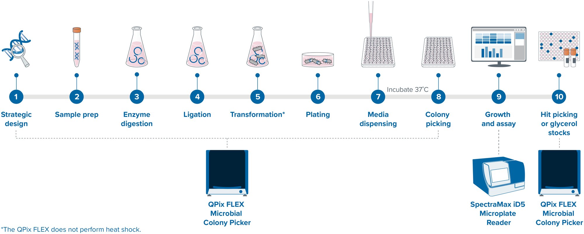 QPix FLEX molecular cloning workflow