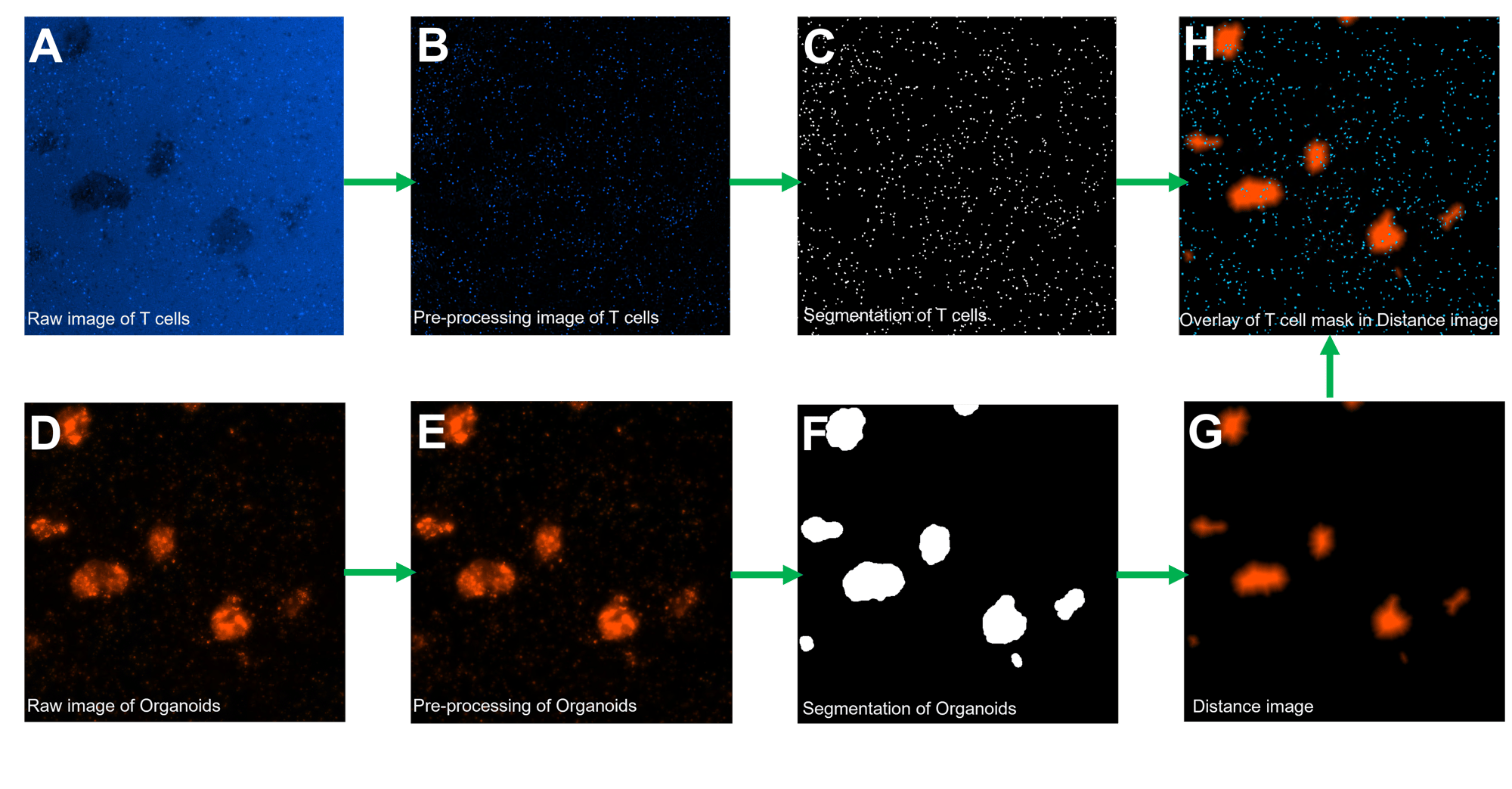 T Cell Segmentation