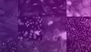 media_1ba1b62d22f63389648cf01b951c6f17c33a39e6d