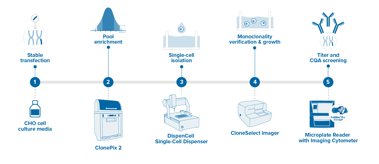 Cell line dev workflow graphic_20230913