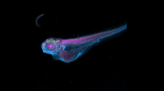 MD_Zebrafish_z_stack_1__G9_529_x_294px_V2