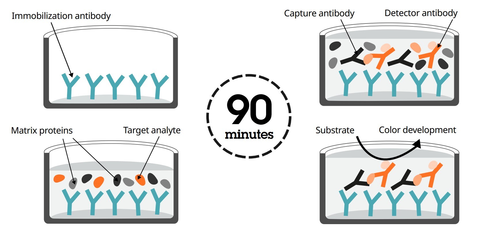 elisa-simplestep-protocol-graphic elisa-simplestep-protocol-graphic